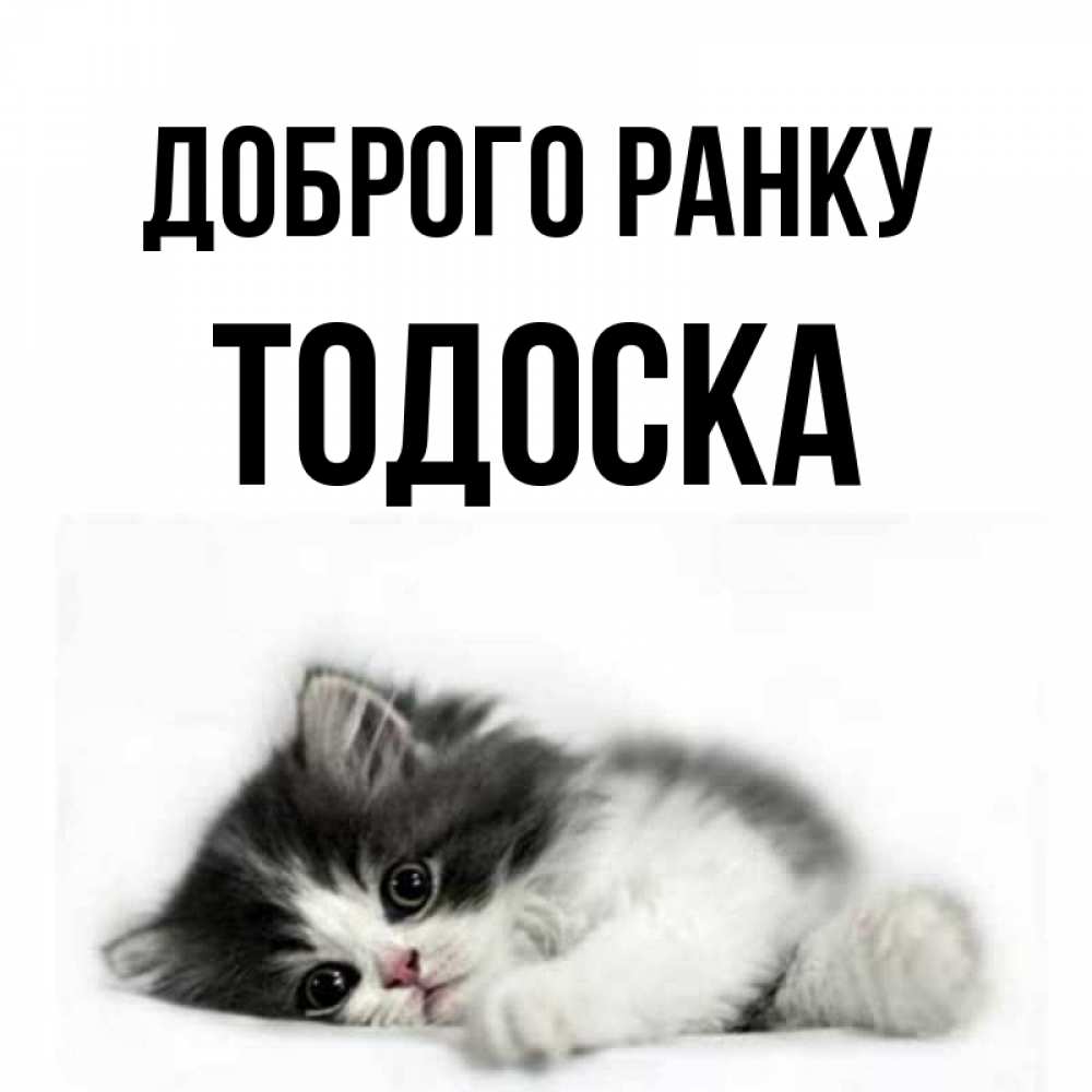 Открытка на каждый день з підписом, Тодоска Доброго ранку кот лапки Прикольна листівка з побажанням онлайн скачати безкоштовно 