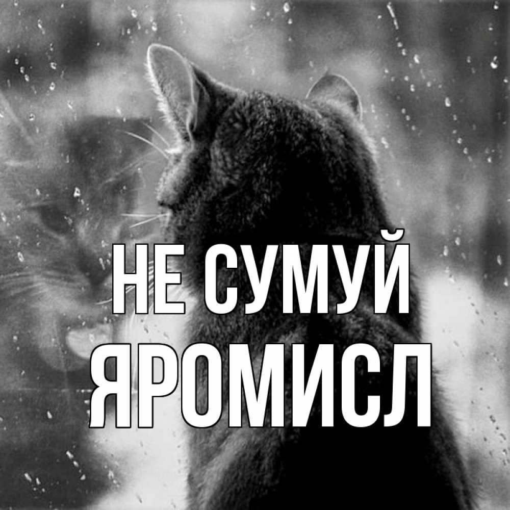 Открытка на каждый день з підписом, Яромисл Не сумуй отражение кота 1 Прикольна листівка з побажанням онлайн скачати безкоштовно 