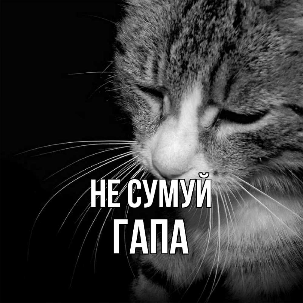 Открытка на каждый день з підписом, Гапа Не сумуй грустный котик Прикольна листівка з побажанням онлайн скачати безкоштовно 