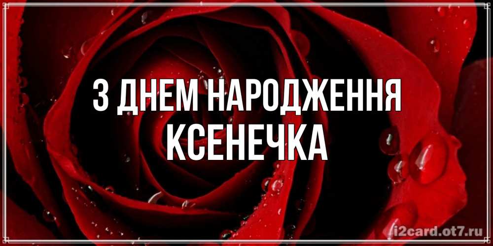 Открытка на каждый день з підписом, Ксенечка З Днем народження крупная бордовая роза Прикольна листівка з побажанням онлайн скачати безкоштовно 