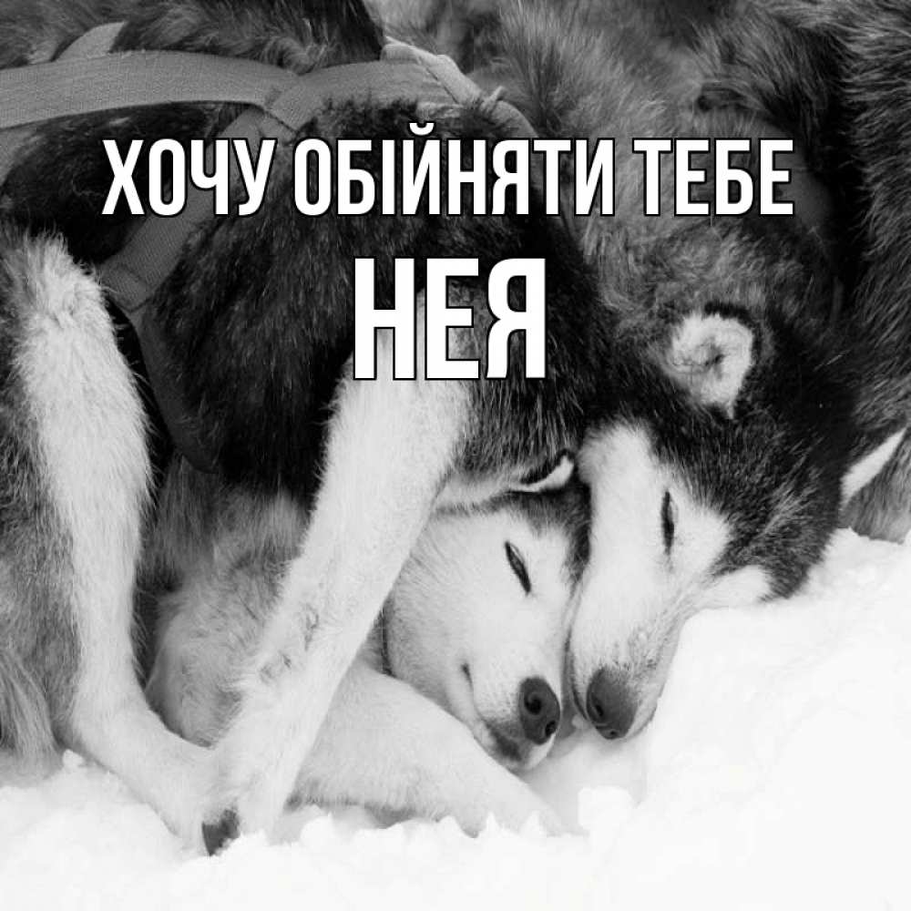 Открытка на каждый день з підписом, Нея Хочу обійняти тебе собачки в упряжке Прикольна листівка з побажанням онлайн скачати безкоштовно 