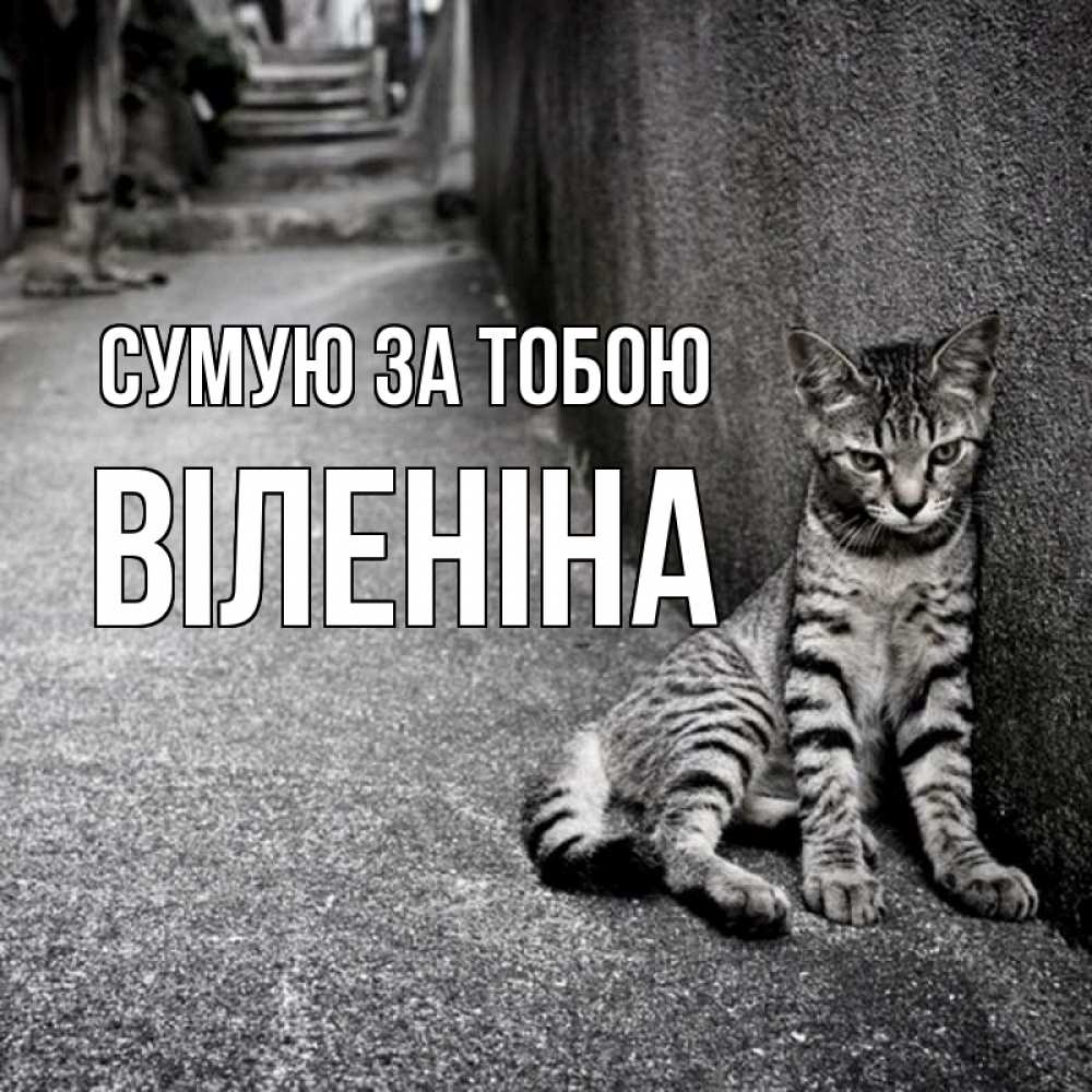 Открытка на каждый день з підписом, Віленіна Сумую за тобою одиноко котику Прикольна листівка з побажанням онлайн скачати безкоштовно 