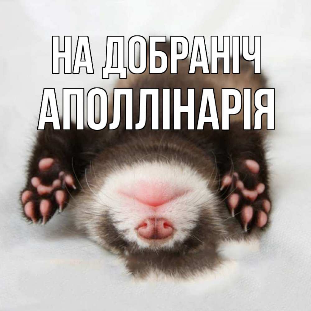 Открытка на каждый день з підписом, Аполлінарія На добраніч зверек Прикольна листівка з побажанням онлайн скачати безкоштовно 