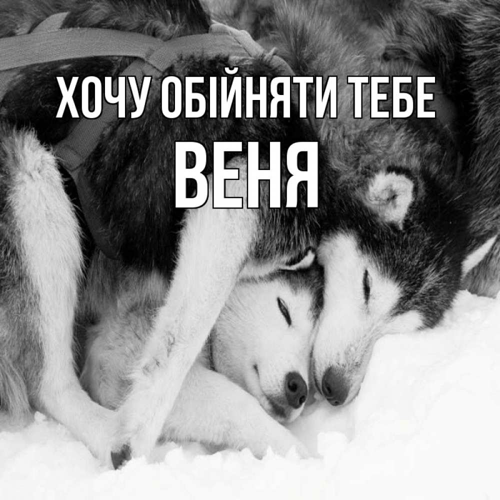 Открытка на каждый день з підписом, Веня Хочу обійняти тебе собачки в упряжке Прикольна листівка з побажанням онлайн скачати безкоштовно 