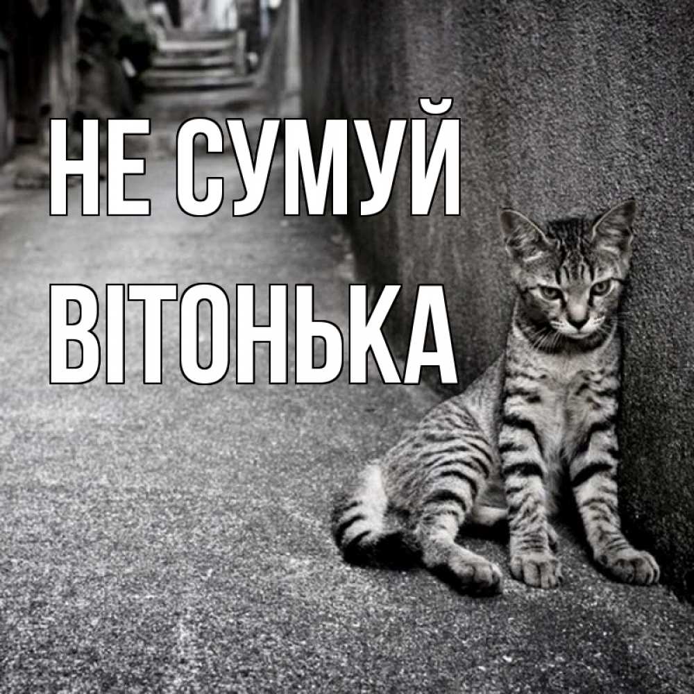 Открытка на каждый день з підписом, Вітонька Не сумуй скучающий котик Прикольна листівка з побажанням онлайн скачати безкоштовно 