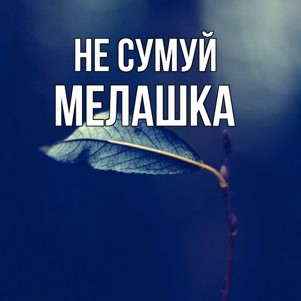 Открытка на каждый день з підписом, Мелашка Не сумуй растение Прикольна листівка з побажанням онлайн скачати безкоштовно 
