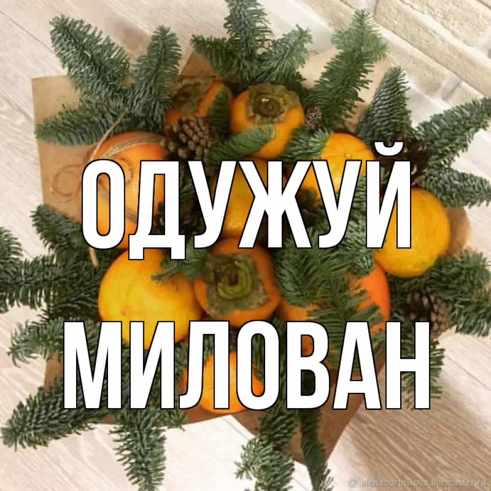 Открытка на каждый день з підписом, Милован Одужуй апельсины и хурьма Прикольна листівка з побажанням онлайн скачати безкоштовно 