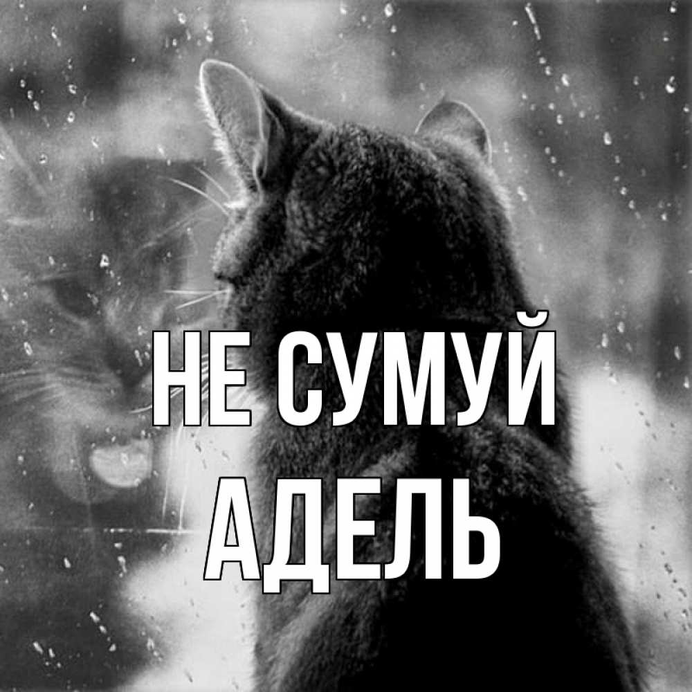 Открытка на каждый день з підписом, Адель Не сумуй отражение кота 1 Прикольна листівка з побажанням онлайн скачати безкоштовно 