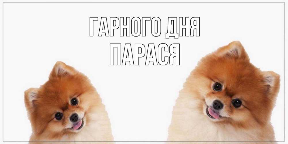 Открытка на каждый день з підписом, Парася Гарного дня собачки желают прекрасного дня Прикольна листівка з побажанням онлайн скачати безкоштовно 