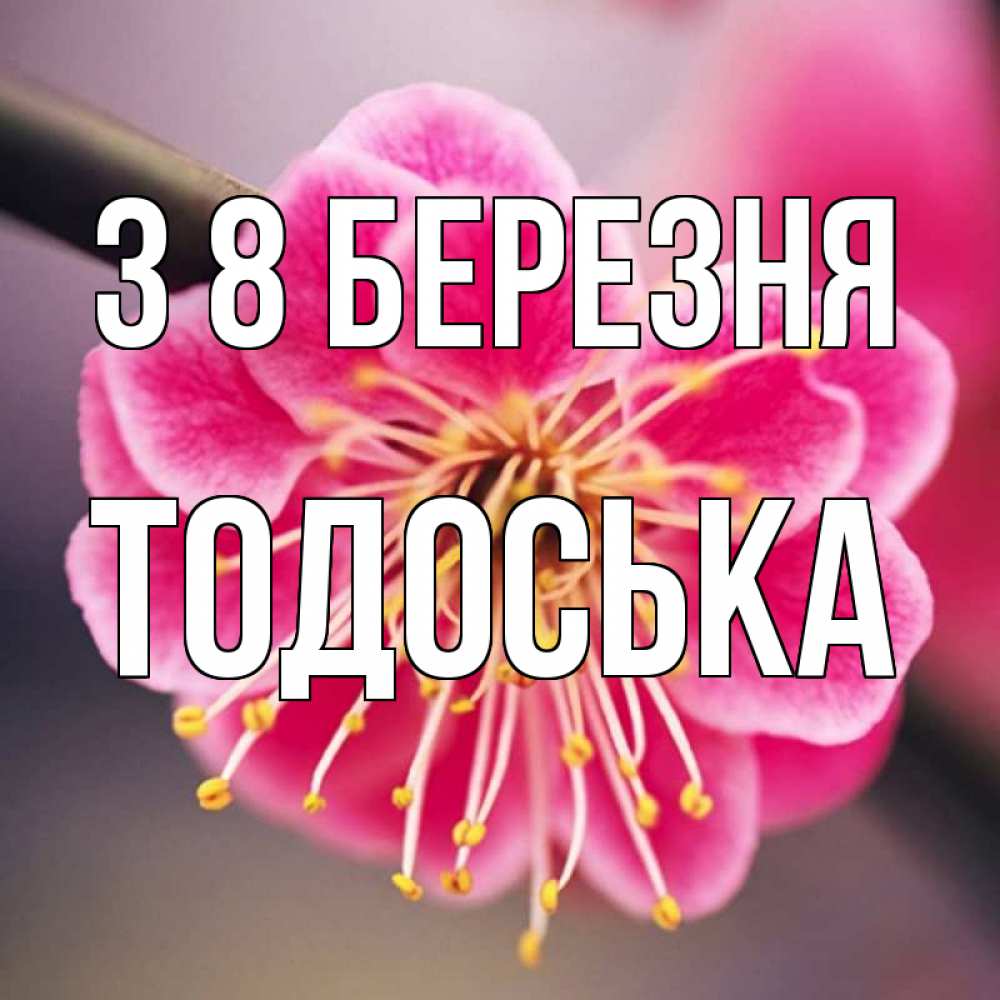 Открытка на каждый день з підписом, Тодоська З 8 БЕРЕЗНЯ цветы Прикольна листівка з побажанням онлайн скачати безкоштовно 