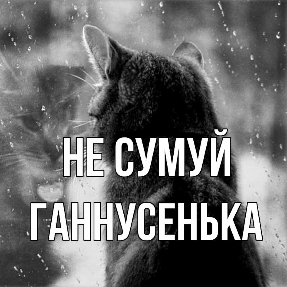 Открытка на каждый день з підписом, Ганнусенька Не сумуй отражение кота 1 Прикольна листівка з побажанням онлайн скачати безкоштовно 