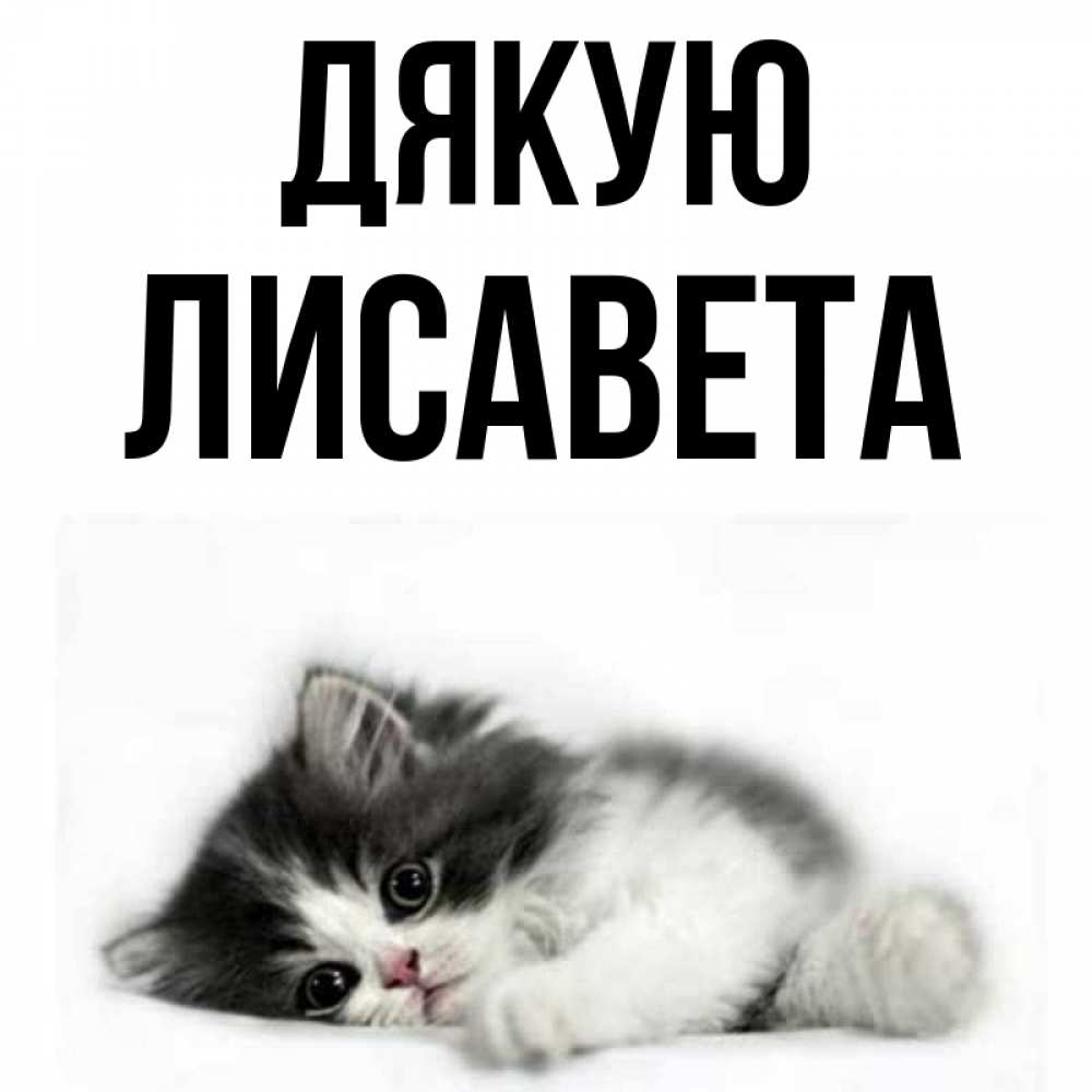 Открытка на каждый день з підписом, Лисавета Дякую черный и белый кот Прикольна листівка з побажанням онлайн скачати безкоштовно 