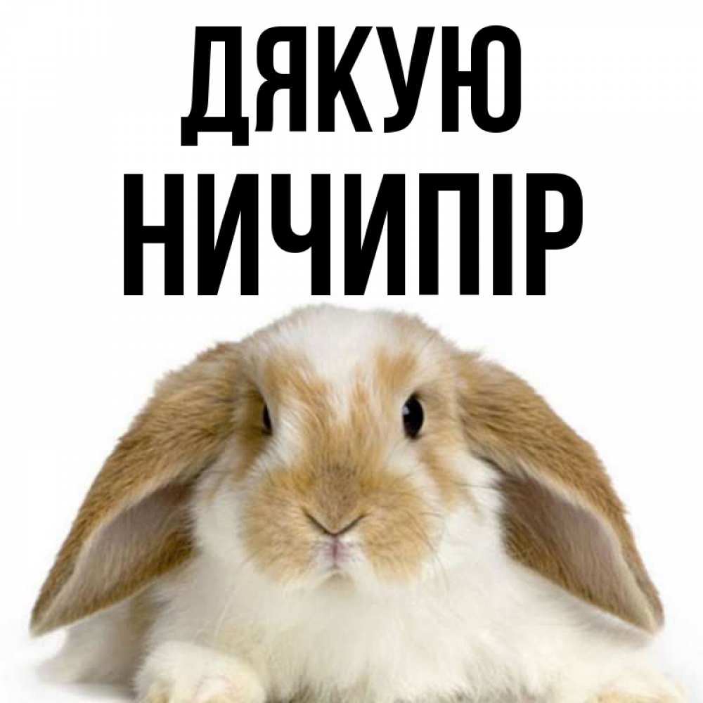 Открытка на каждый день з підписом, Ничипір Дякую коричнево белый заяц Прикольна листівка з побажанням онлайн скачати безкоштовно 