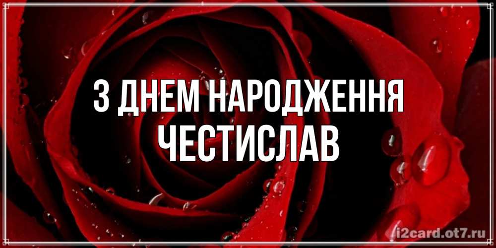 Открытка на каждый день з підписом, Честислав З Днем народження крупная бордовая роза Прикольна листівка з побажанням онлайн скачати безкоштовно 