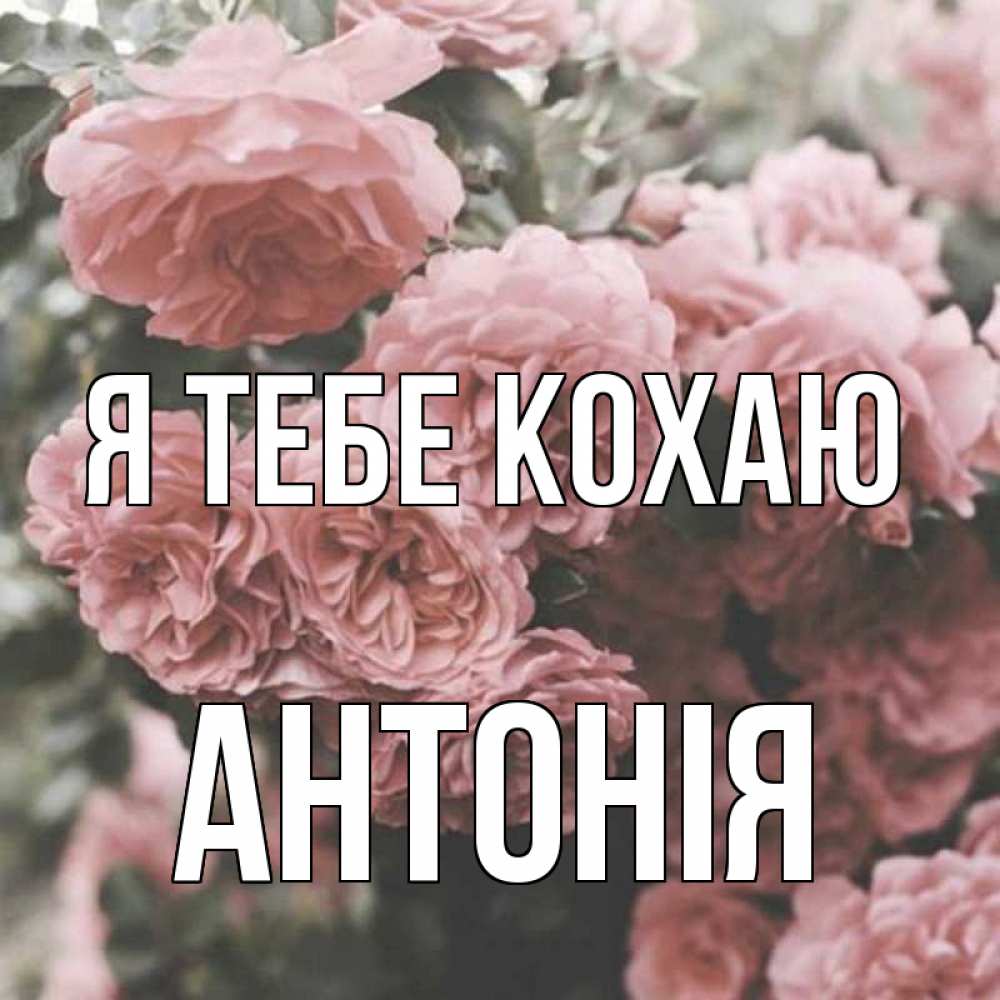 Открытка на каждый день з підписом, Антонія Я тебе кохаю розы 3 Прикольна листівка з побажанням онлайн скачати безкоштовно 