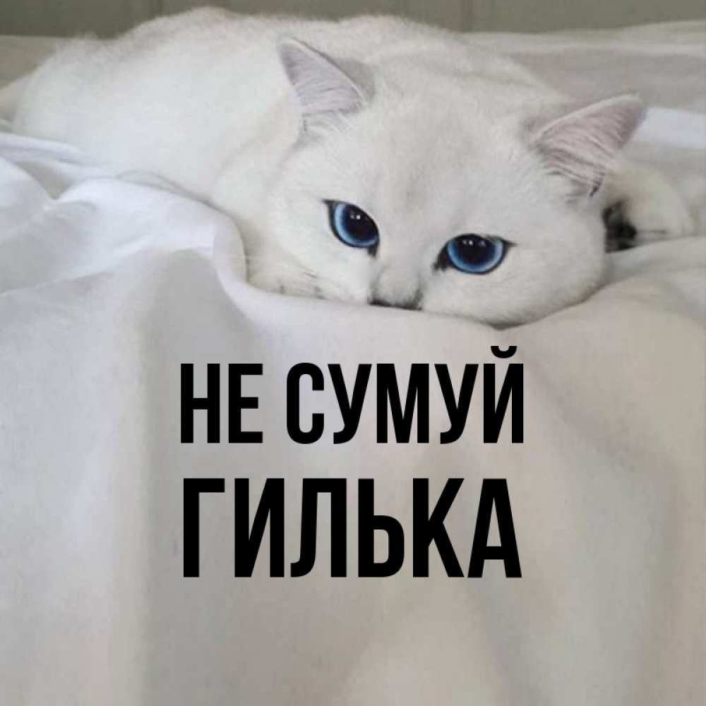 Открытка на каждый день з підписом, Гилька Не сумуй Голубоглазая кошка Прикольна листівка з побажанням онлайн скачати безкоштовно 