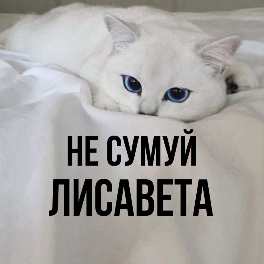 Открытка на каждый день з підписом, Лисавета Не сумуй Голубоглазая кошка Прикольна листівка з побажанням онлайн скачати безкоштовно 