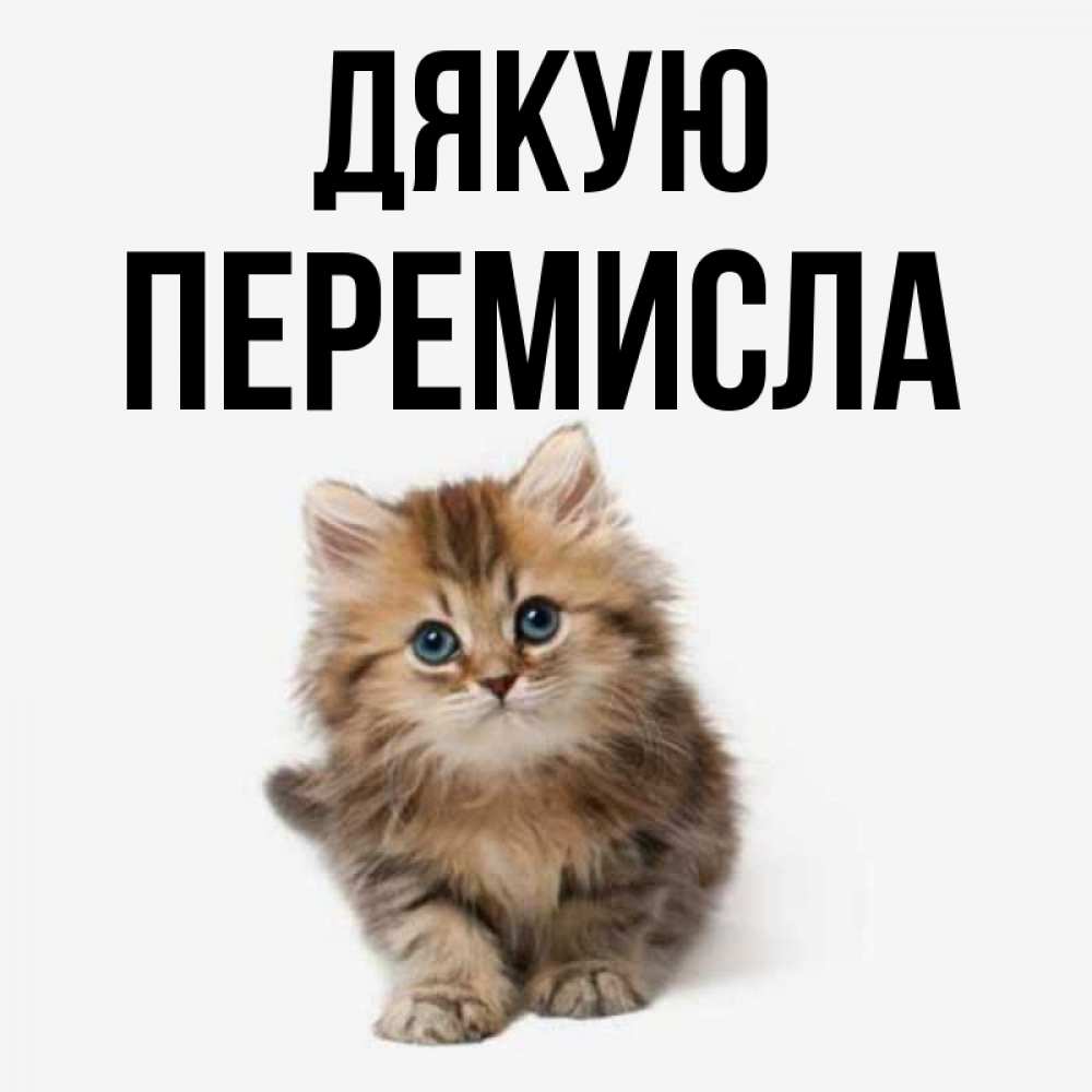 Открытка на каждый день з підписом, Перемисла Дякую пушистый котик Прикольна листівка з побажанням онлайн скачати безкоштовно 