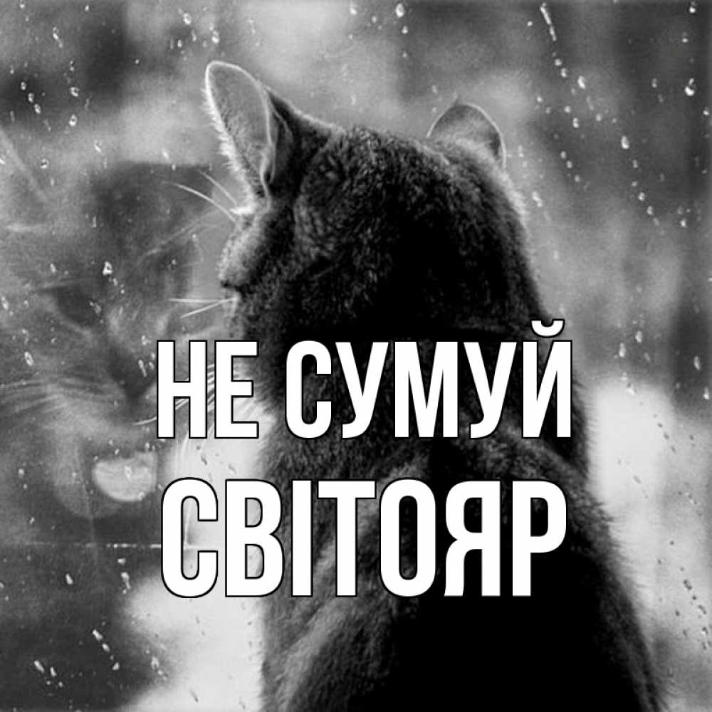 Открытка на каждый день з підписом, Світояр Не сумуй отражение кота 1 Прикольна листівка з побажанням онлайн скачати безкоштовно 