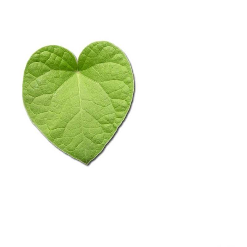 Открытка зеленый лист  тебе  Я тебе кохаю 