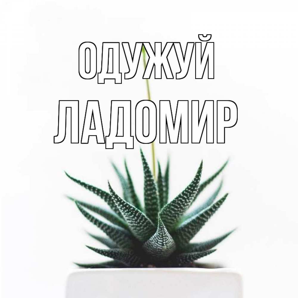 Открытка на каждый день з підписом, Ладомир Одужуй короче это непонятная колючка Прикольна листівка з побажанням онлайн скачати безкоштовно 