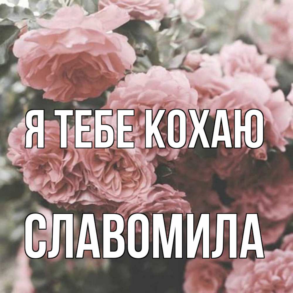 Открытка на каждый день з підписом, Славомила Я тебе кохаю розы 3 Прикольна листівка з побажанням онлайн скачати безкоштовно 