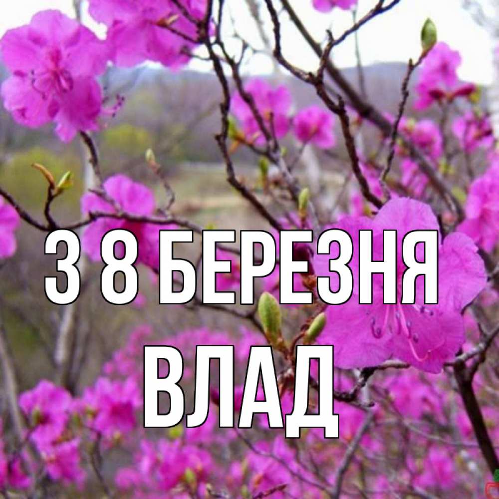 Открытка на каждый день з підписом, Влад З 8 БЕРЕЗНЯ международный женский день Прикольна листівка з побажанням онлайн скачати безкоштовно 