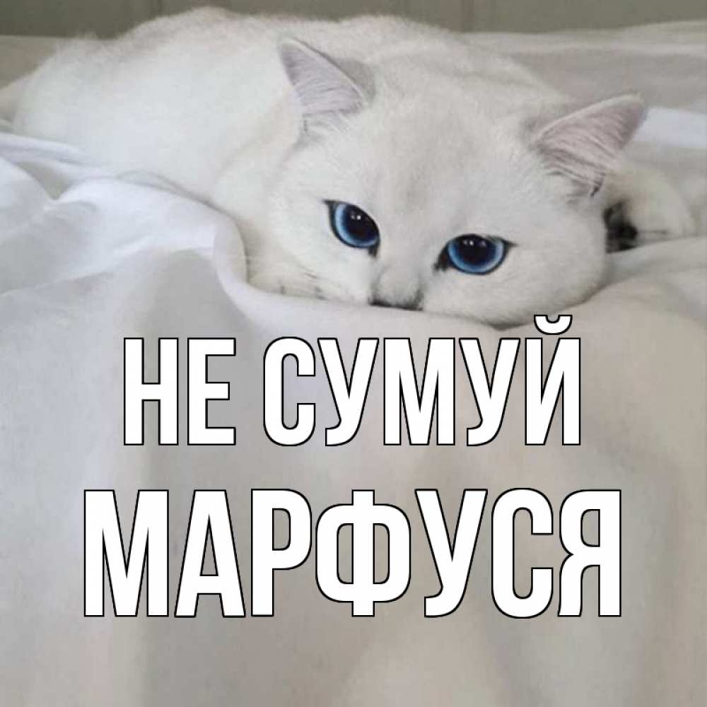 Открытка на каждый день з підписом, Марфуся Не сумуй белый кот с голубыми глазами на белоснежной кровати Прикольна листівка з побажанням онлайн скачати безкоштовно 