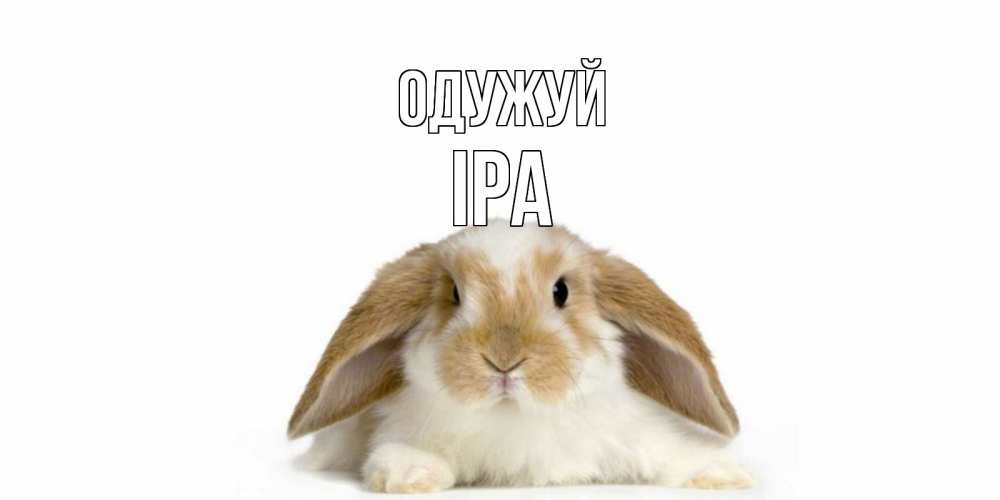 Открытка на каждый день з підписом, Іра Одужуй вислоухий кролик белого и коричневого цвета Прикольна листівка з побажанням онлайн скачати безкоштовно 