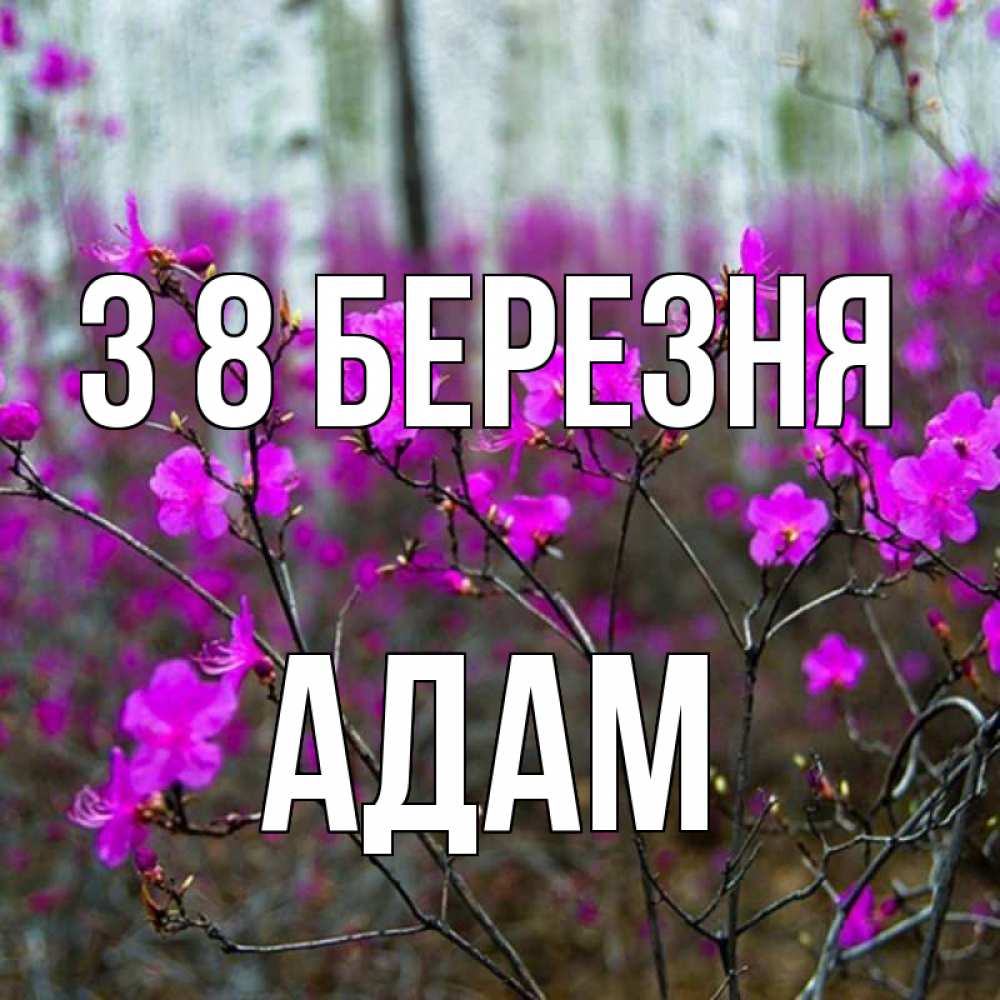 Открытка на каждый день з підписом, Адам З 8 БЕРЕЗНЯ дикие цветы Прикольна листівка з побажанням онлайн скачати безкоштовно 