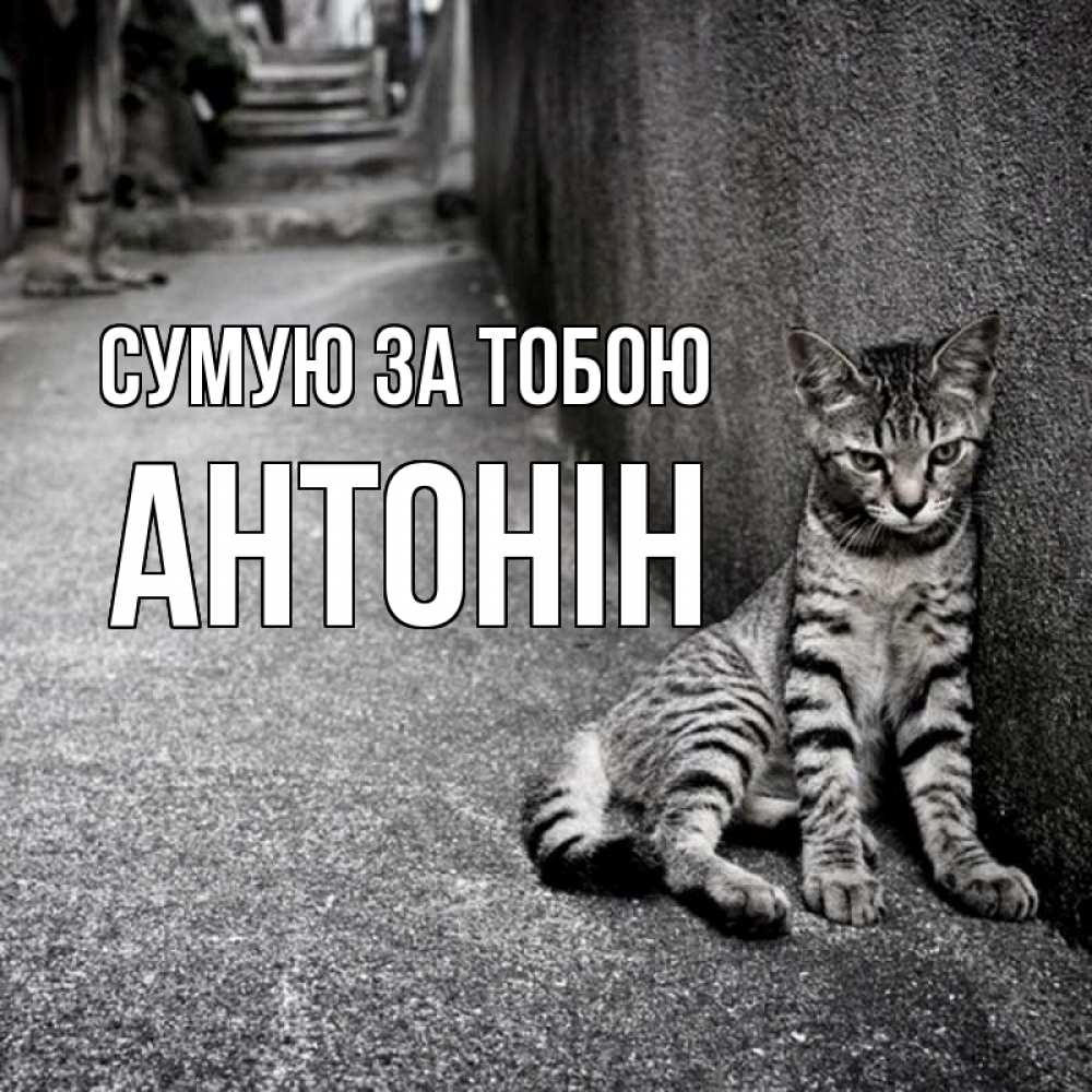 Открытка на каждый день з підписом, Антонін Сумую за тобою одиноко котику Прикольна листівка з побажанням онлайн скачати безкоштовно 