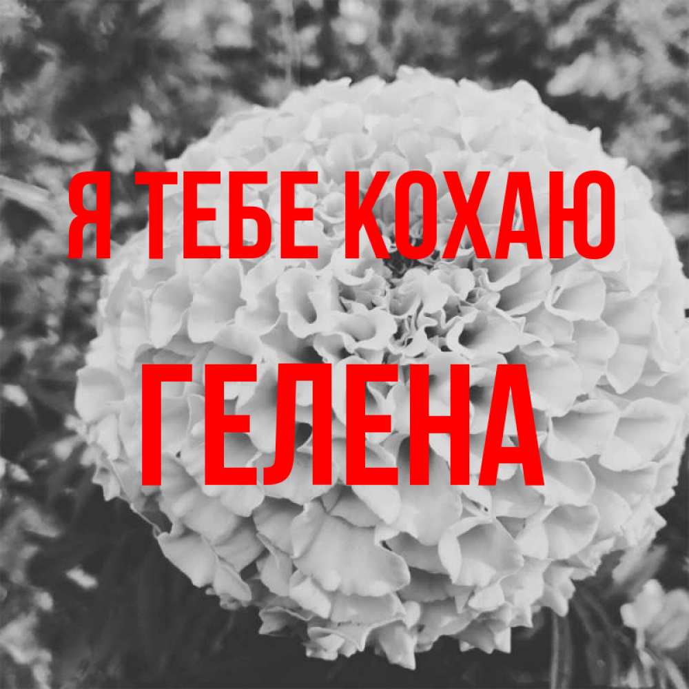 Открытка на каждый день з підписом, Гелена Я тебе кохаю подпись Прикольна листівка з побажанням онлайн скачати безкоштовно 