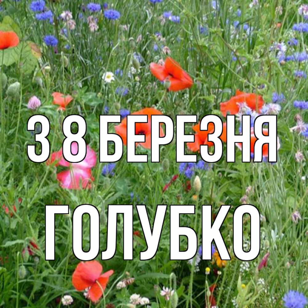 Открытка на каждый день з підписом, Голубко З 8 БЕРЕЗНЯ международный женский день 4 Прикольна листівка з побажанням онлайн скачати безкоштовно 