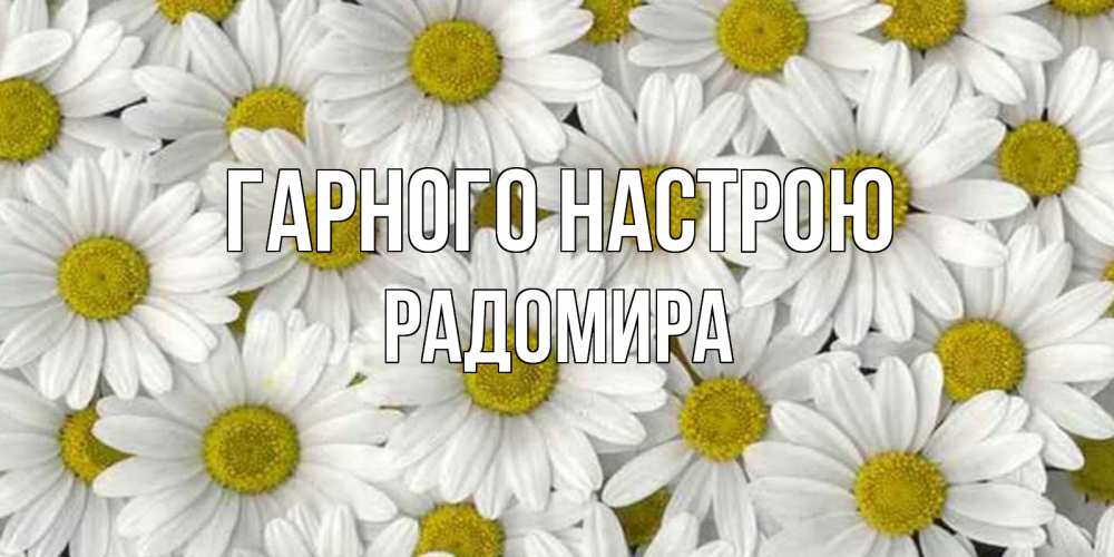 Открытка на каждый день з підписом, Радомира Гарного настрою поляна ромашек Прикольна листівка з побажанням онлайн скачати безкоштовно 