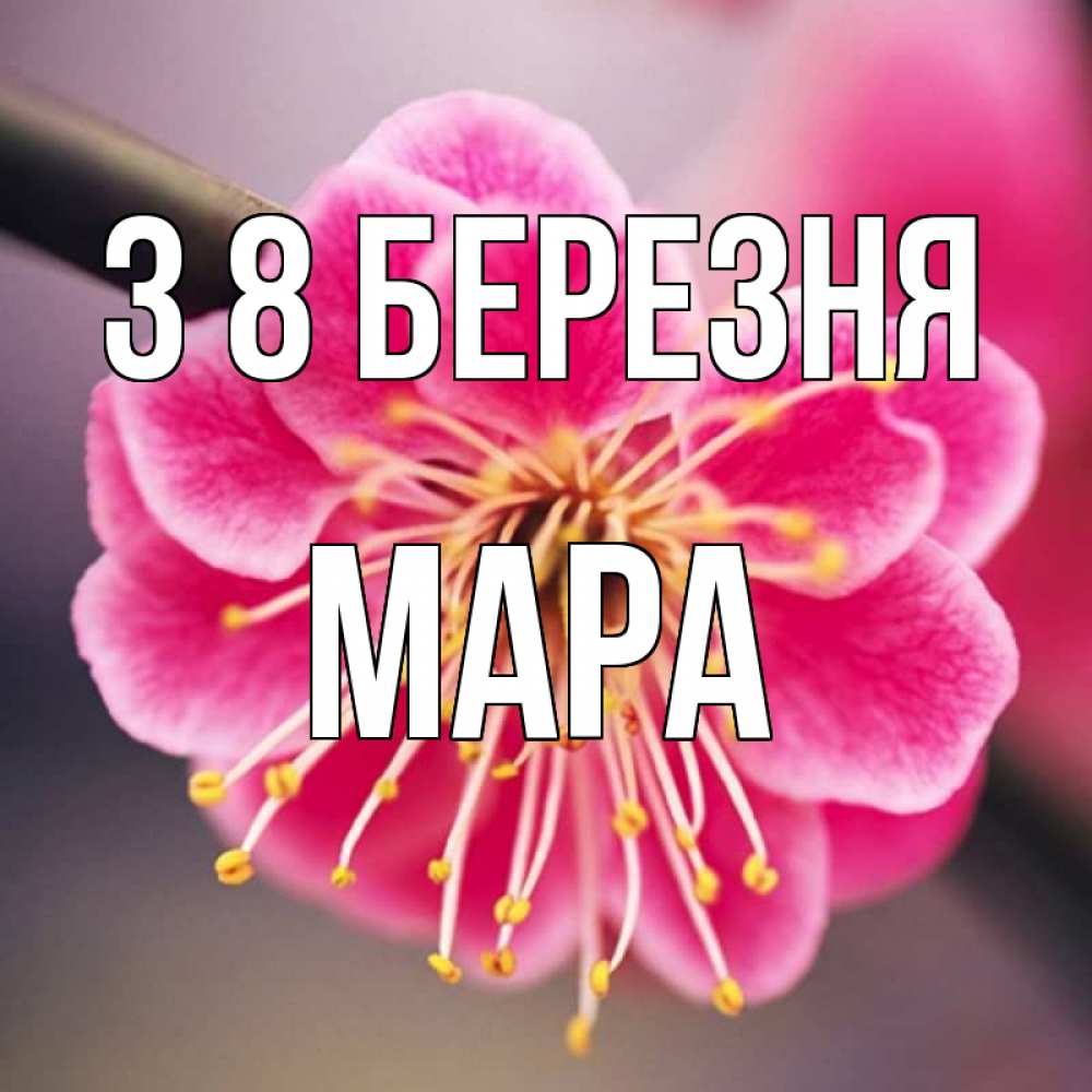 Открытка на каждый день з підписом, Мара З 8 БЕРЕЗНЯ цветы Прикольна листівка з побажанням онлайн скачати безкоштовно 