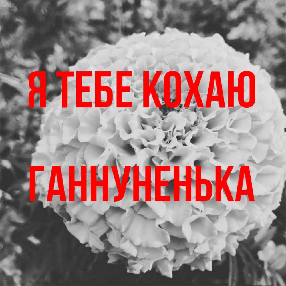 Открытка на каждый день з підписом, Ганнуненька Я тебе кохаю подпись Прикольна листівка з побажанням онлайн скачати безкоштовно 