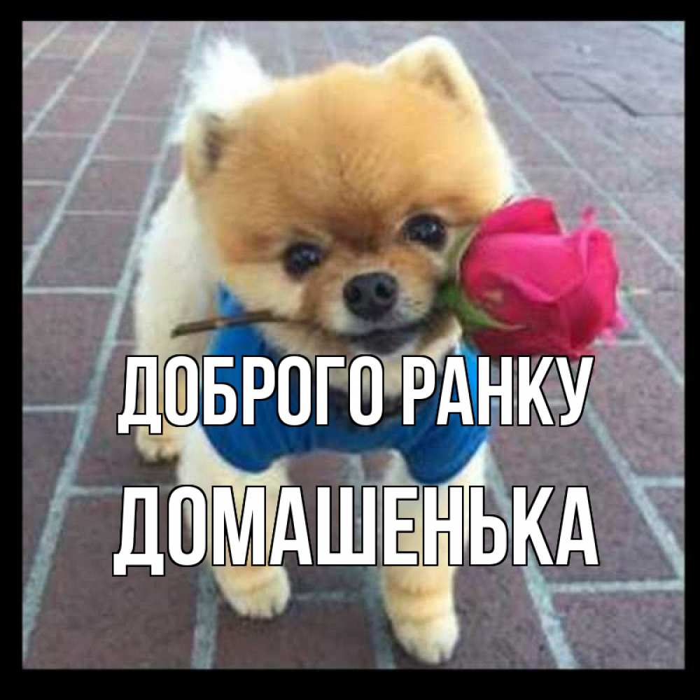 Открытка на каждый день з підписом, Домашенька Доброго ранку роза в зубах Прикольна листівка з побажанням онлайн скачати безкоштовно 