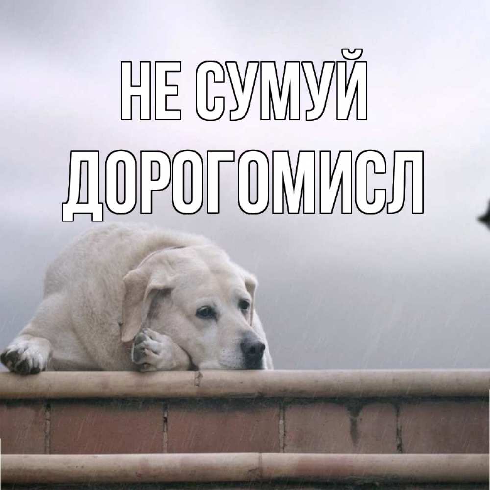 Открытка на каждый день з підписом, Дорогомисл Не сумуй белый пес 1 Прикольна листівка з побажанням онлайн скачати безкоштовно 