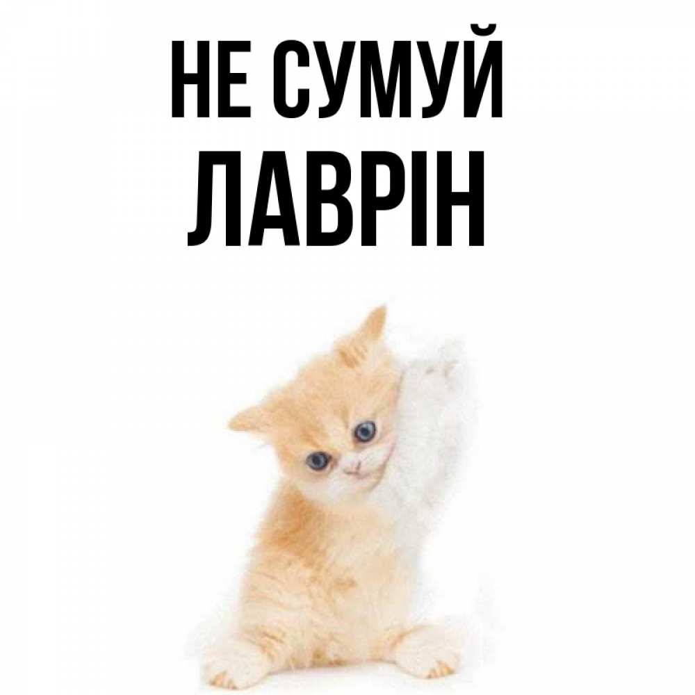 Открытка на каждый день з підписом, Лаврін Не сумуй просящий кот Прикольна листівка з побажанням онлайн скачати безкоштовно 