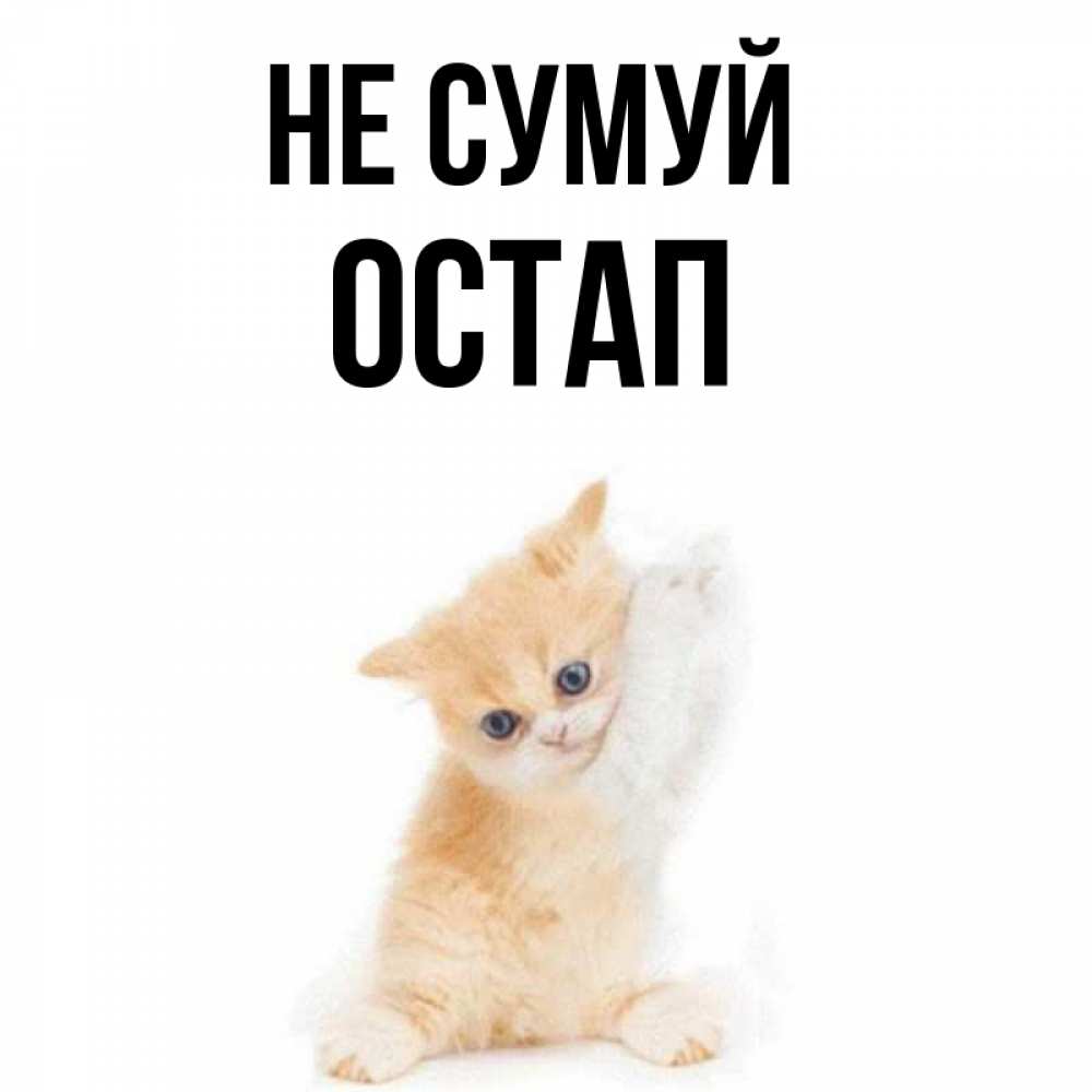 Открытка на каждый день з підписом, Остап Не сумуй просящий кот Прикольна листівка з побажанням онлайн скачати безкоштовно 