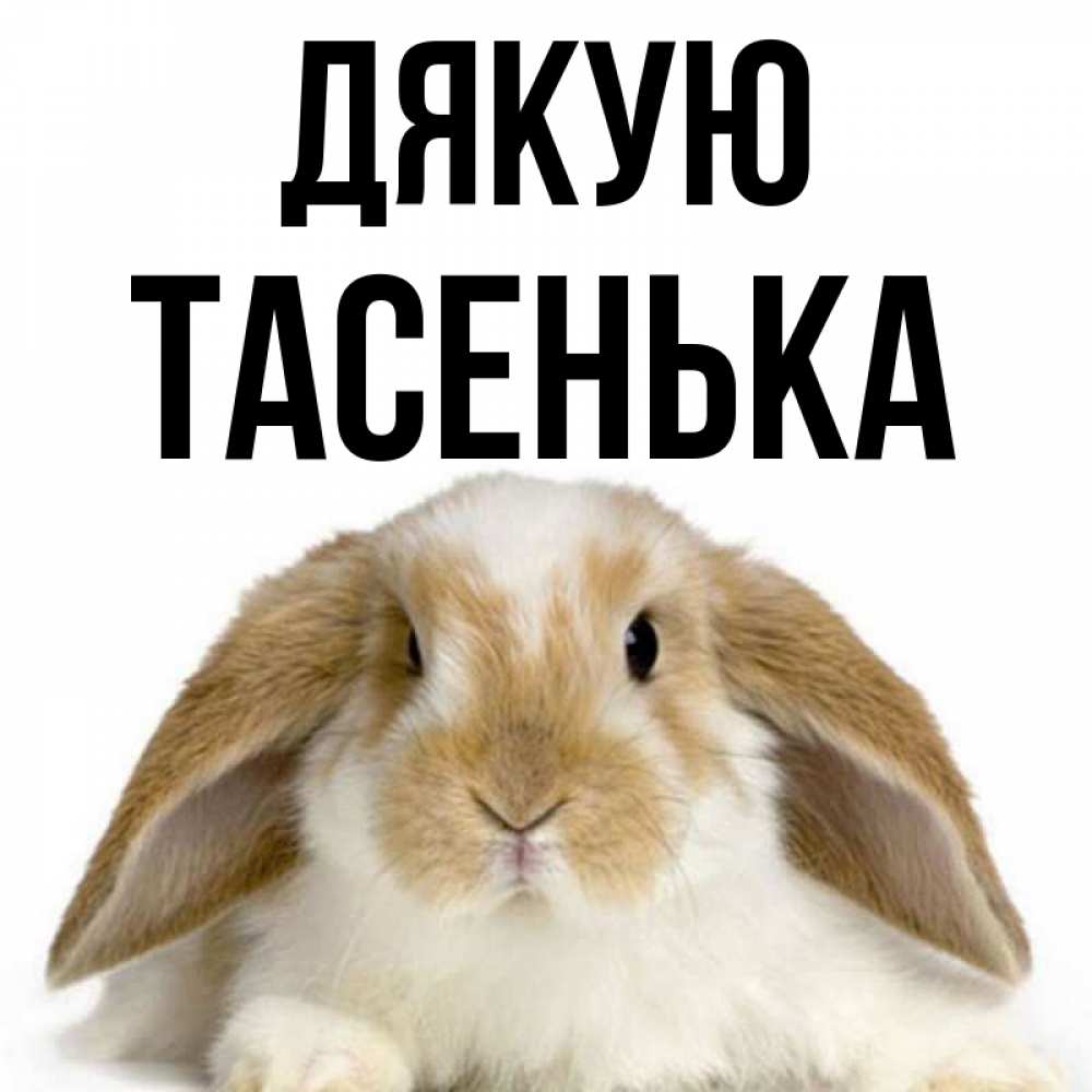 Открытка на каждый день з підписом, Тасенька Дякую коричнево белый заяц Прикольна листівка з побажанням онлайн скачати безкоштовно 