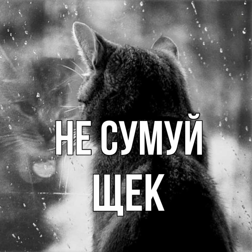 Открытка на каждый день з підписом, Щек Не сумуй отражение кота 1 Прикольна листівка з побажанням онлайн скачати безкоштовно 