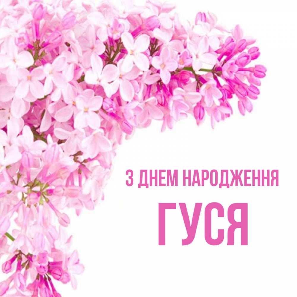 Открытка на каждый день з підписом, Гуся З Днем народження Сирень на белом фоне Прикольна листівка з побажанням онлайн скачати безкоштовно 