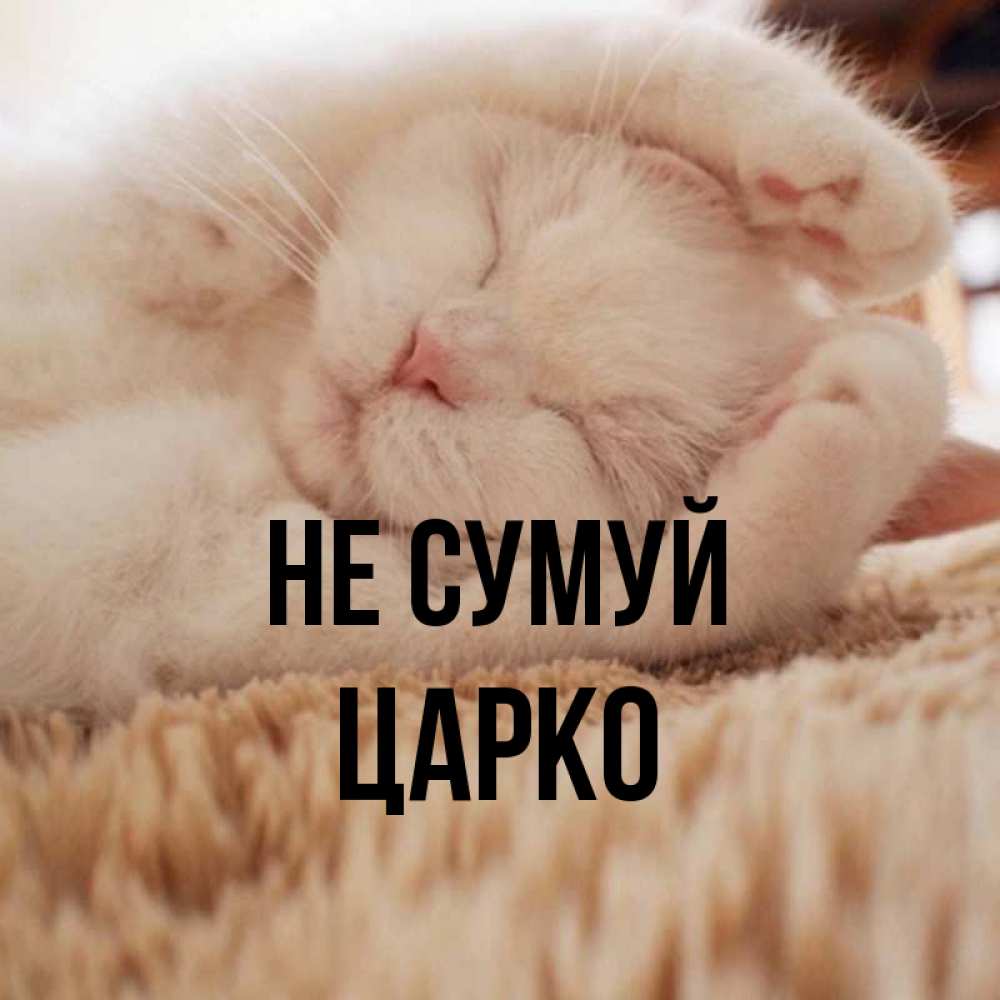 Открытка на каждый день з підписом, Царко Не сумуй Котенок спит Прикольна листівка з побажанням онлайн скачати безкоштовно 