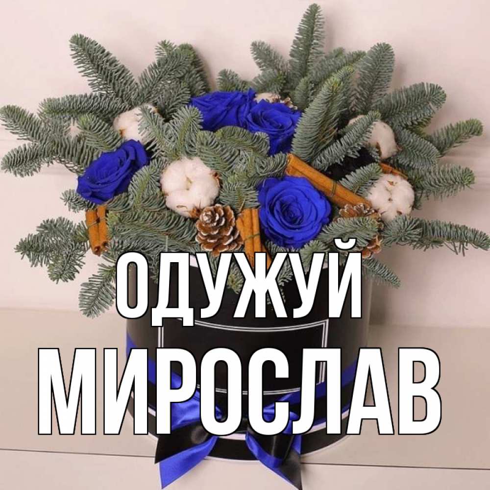 Открытка на каждый день з підписом, Мирослав Одужуй короче кто то загрузил эти шишки Прикольна листівка з побажанням онлайн скачати безкоштовно 