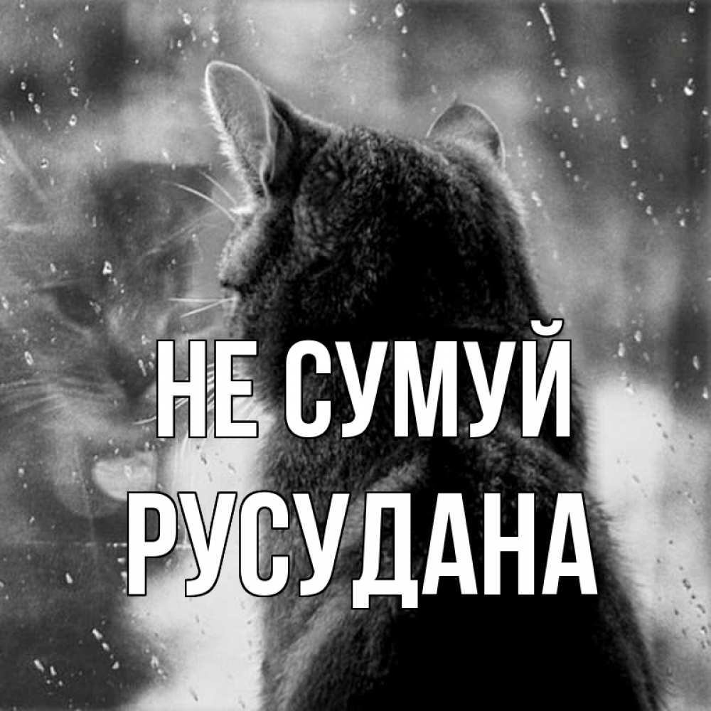 Открытка на каждый день з підписом, Русудана Не сумуй отражение кота 1 Прикольна листівка з побажанням онлайн скачати безкоштовно 