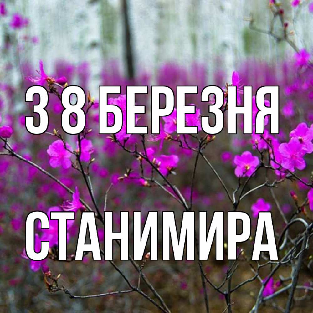 Открытка на каждый день з підписом, Станимира З 8 БЕРЕЗНЯ дикие цветы Прикольна листівка з побажанням онлайн скачати безкоштовно 