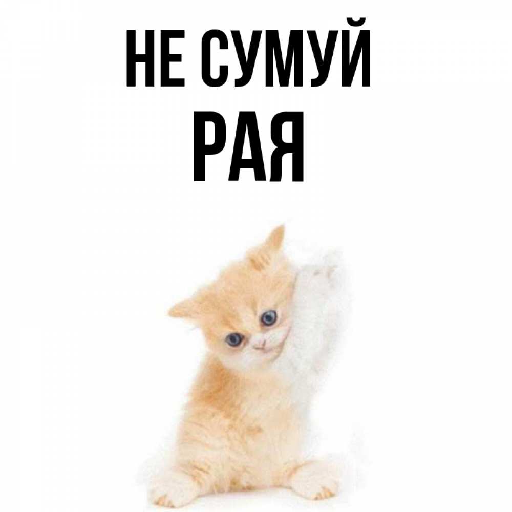 Открытка на каждый день з підписом, Рая Не сумуй просящий кот Прикольна листівка з побажанням онлайн скачати безкоштовно 