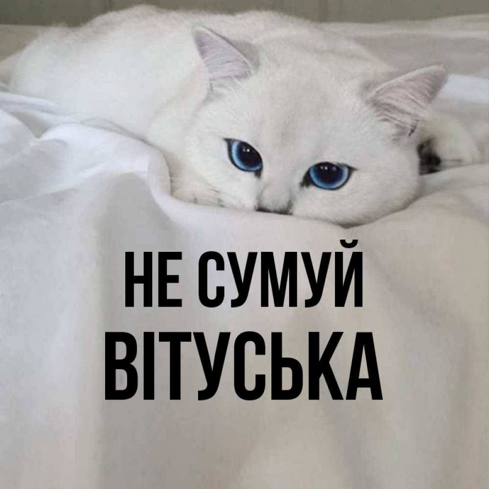 Открытка на каждый день з підписом, Вітуська Не сумуй Голубоглазая кошка Прикольна листівка з побажанням онлайн скачати безкоштовно 