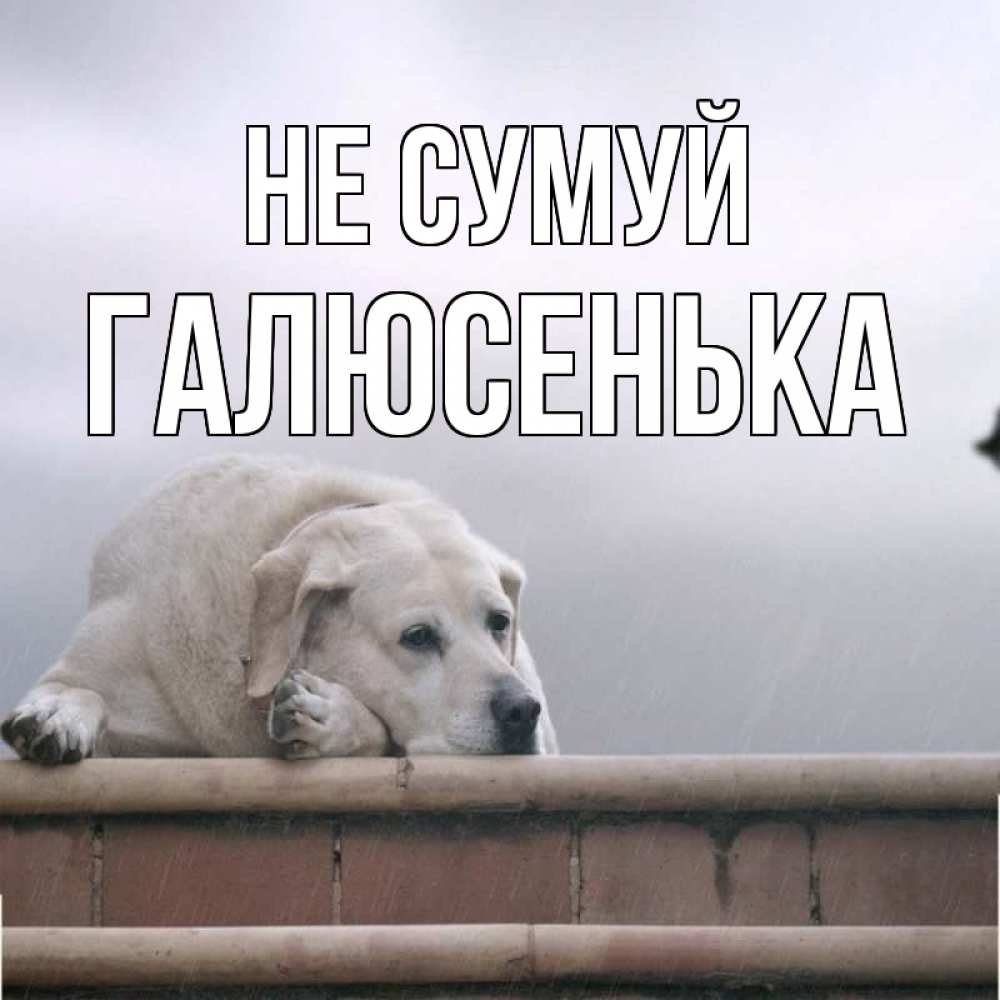 Открытка на каждый день з підписом, Галюсенька Не сумуй белый пес 1 Прикольна листівка з побажанням онлайн скачати безкоштовно 